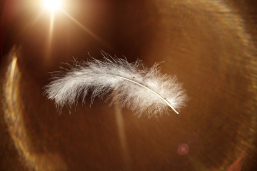 feather-647967__340
